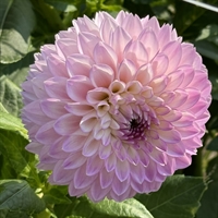 Dahlia Sefton Silvertop